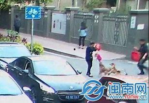 微博恶犬在线视频,微博惊悚视频揭秘狂犬真相